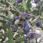 Olea europaea