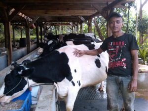 susu, sapi, perah, kampung 99 pepohonan