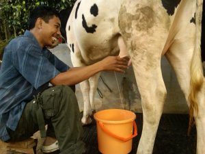 susu, sapi, perah, kampung 99 pepohonan, peternakan