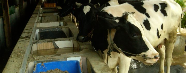 susu, sapi, perah, peternakan, kampung 99 pepohonan