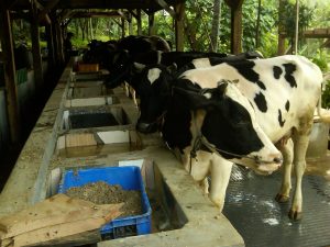 sapi, perah, susu, kampung 99 pepohonan