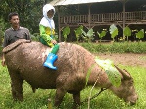 kerbau, bajak, outbond, kampung 99 pepohonan