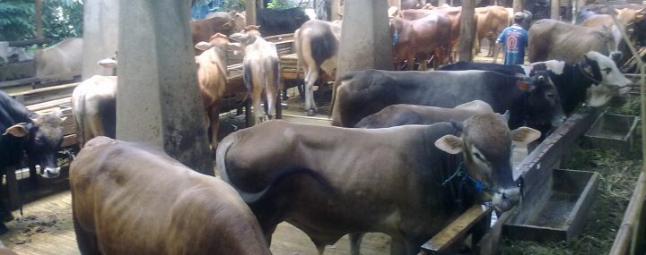 sapi, limousine, ternak, kampung 99 pepohonan,