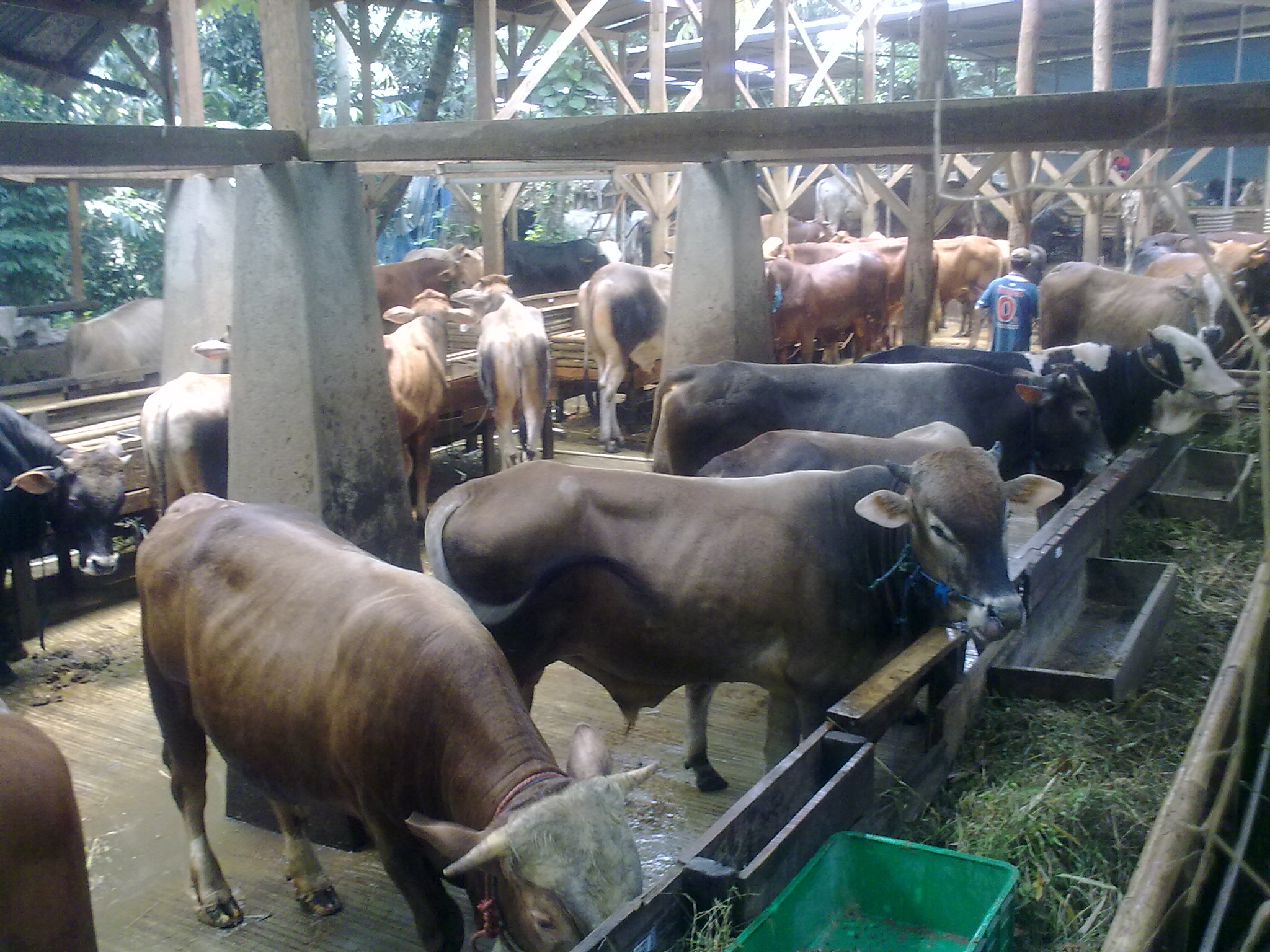 sapi, limousine, ternak, kampung 99 pepohonan,