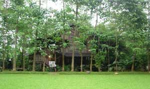 hijau