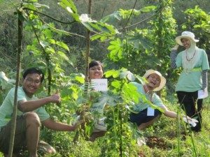 pohon