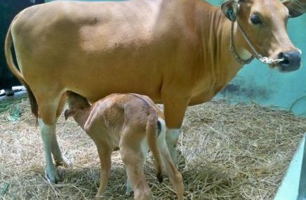 anak sapi