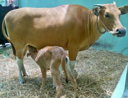 anak sapi