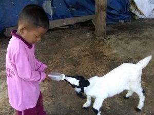 menyusui bayi kambing