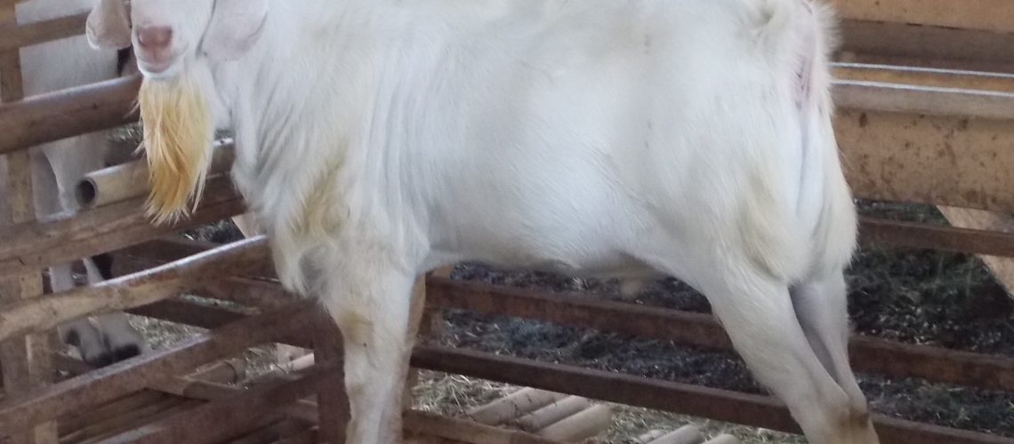 Membiakan Kambing Unggulan Yang Dicari Banyak Orang